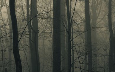 Dark Woodland Tree View