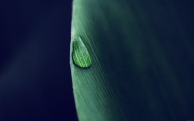 Droplet On Leaf