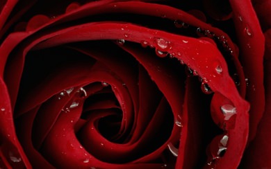 Droplets On Red Rose