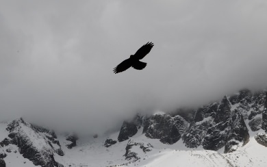 Eagle Flying Over Mountain