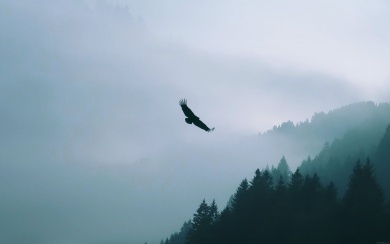 Eagle Flying Over Woodland Mountain