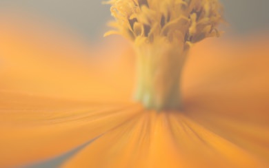 Extreme Close-up Bokeh Yellow Flower
