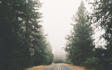 Foggy Day Road Trees