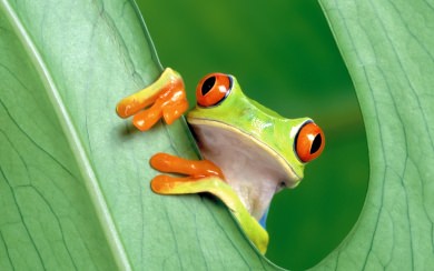 Frog with Big Orange Eyes on Leaf