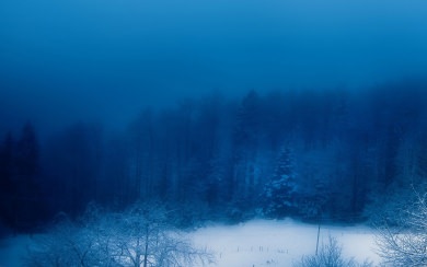 Frozen Blue Snowy Woods