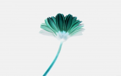 Green Daisy Flower