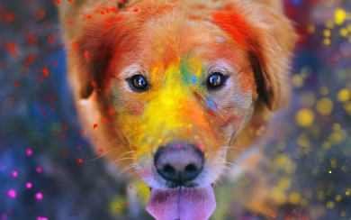 Happy Dog Covered In Paint