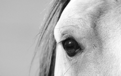 Horse Portrait Eye