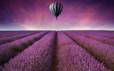 Hot Air Balloon Over Lavender