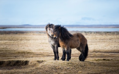 Icelandic Shetland Ponies