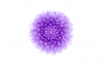 iOS8 Purple Flower