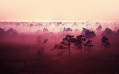 Landscape Forest In The Mist