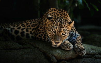 Leopard Laying On Tree