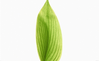 Light Green Leaf