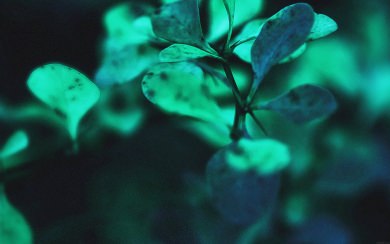 Light Green Leafy Plant