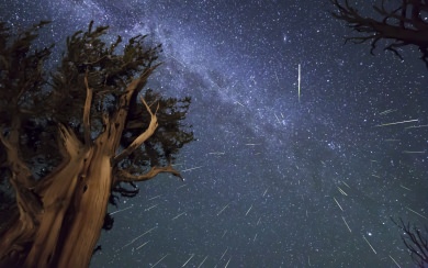Meteor Shower View From Trees