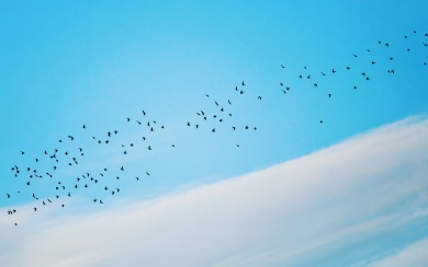 Minimal Birds Flying Blue Sky