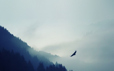Misty Mountain With Bird Of Prey