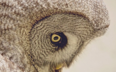 Owl Eyes Close-Up