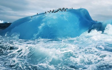Penguins On Iceberg