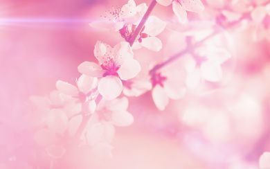 Pink Cherry Blossom Flowers