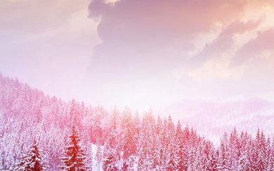 Pink Tinted Snowy Tree Tops