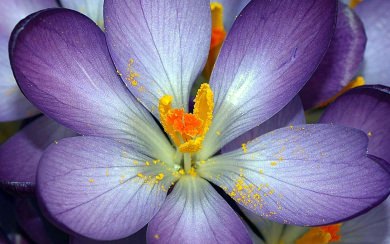 Purple Flower Yellow Centre