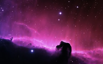 Purple Space Smoke Horse Head