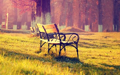 Romantic Benches In Park