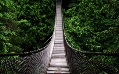 Rope Bridge Across Forest