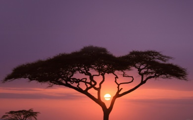 Safari Tree At Sunset