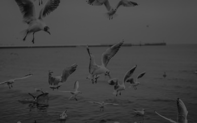 Seagulls Landing On Water
