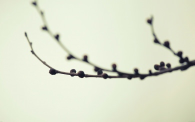 Seed On Branch