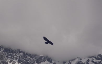 Single Black Crow on Grey Cloud