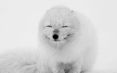 Smiling Arctic Fox