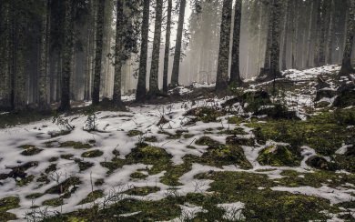 Snow Melting In Forest