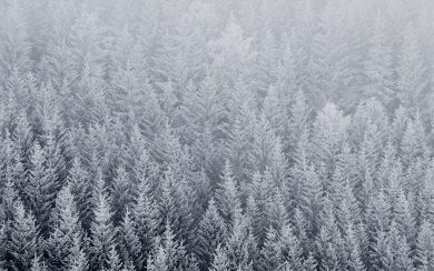 Snow Trees iPhone 6 Wallpaper