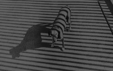 Striped Shadow Dog