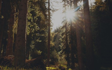 Sun Beaming Through Forest