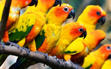 Colourful Tropical Flock Of Birds