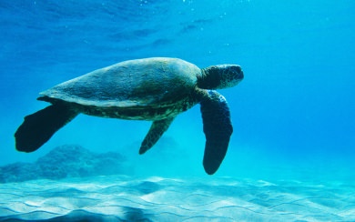 Turtle In The Sea