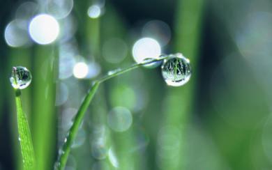 Water Droplet Magnifies Leaf