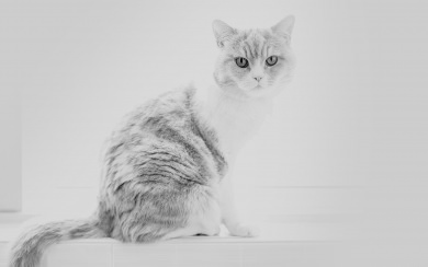 White And Grey Cat On A White Background