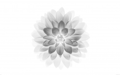 White And Grey Lotus Flower