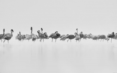White Flamingo Flock