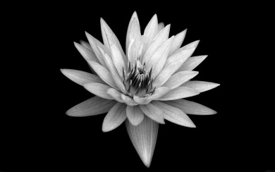 White Flower Sony Xperia Z Background