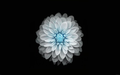 White Flower With Blue Centre