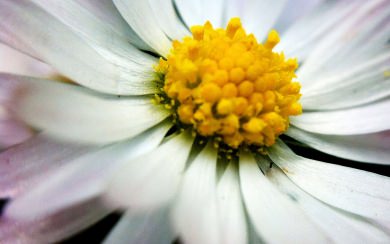 White Petals With Yellow Centre