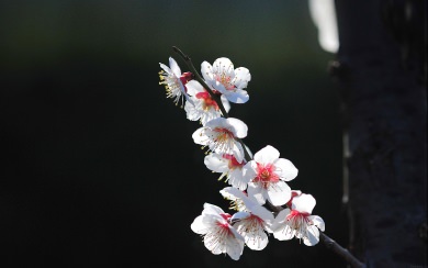 White Sakura Flower Spring