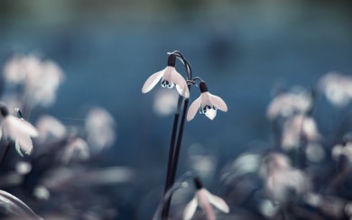 White Snowdrop Flowers